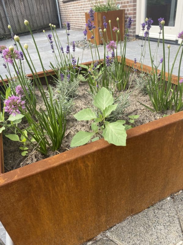 Cortenstaal plantenbak - Afbeelding 3